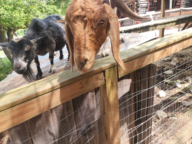 Goats, Gems, Candles and a Zipline