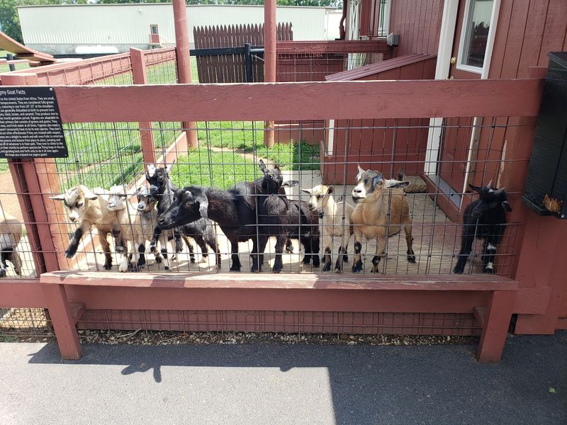 Goats, Kids, and a Petting Zoo