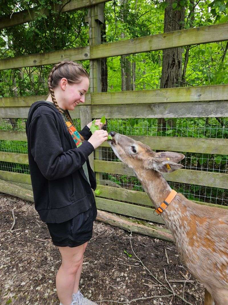 Goats on Swings and Deer at the Fence