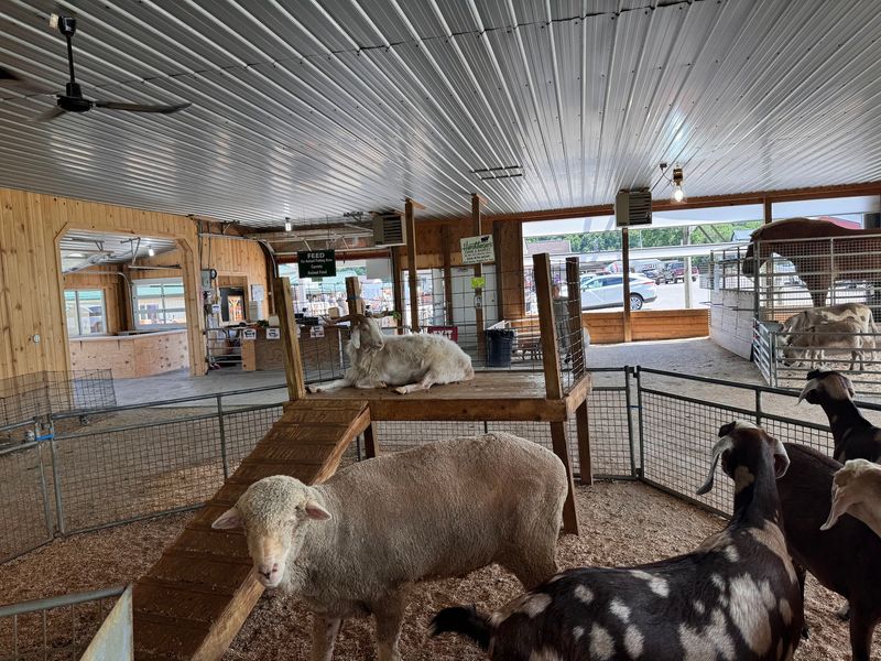 Goats on the Roof and Other Surprises