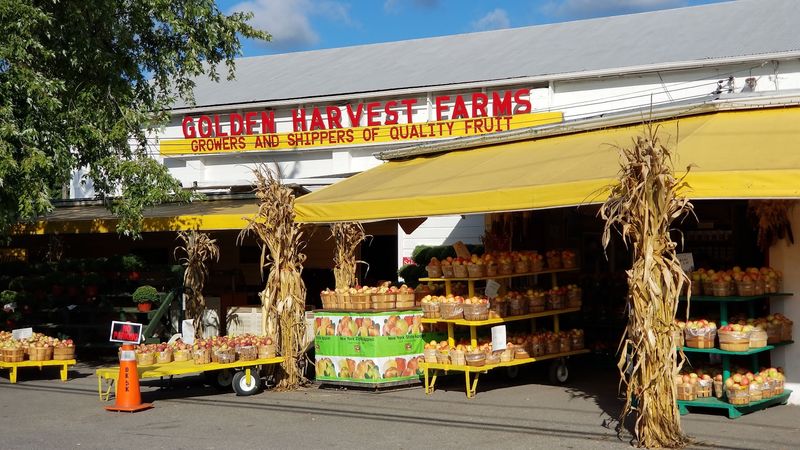 Golden Harvest Farms, Valatie, NY