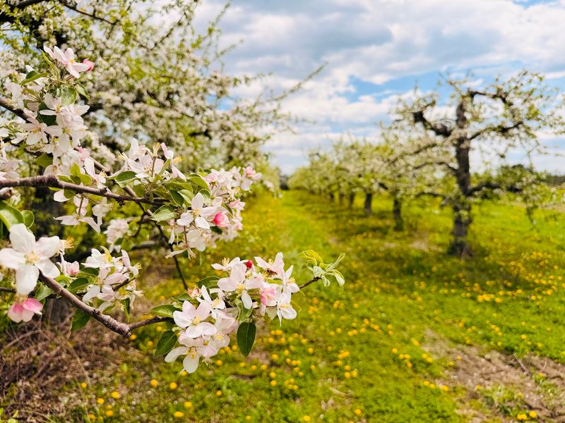 Goold Hill Vineyard and Cidery, Castleton-On-Hudson, NY