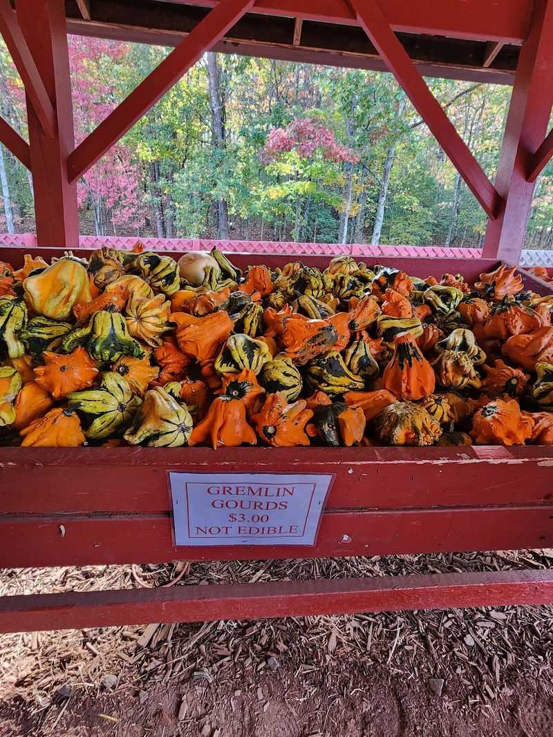 Gourds, Squash, And Fall Decor Galore Gourds, Squash, And Fall Decor Galore