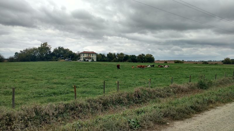 Grass-Fed Cows and A2A2 Milk