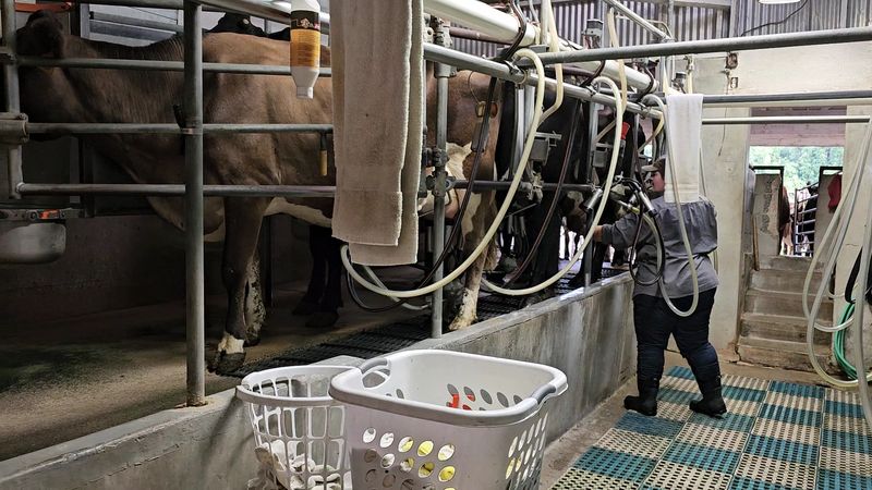 Grass-Fed Meats and Local Goods