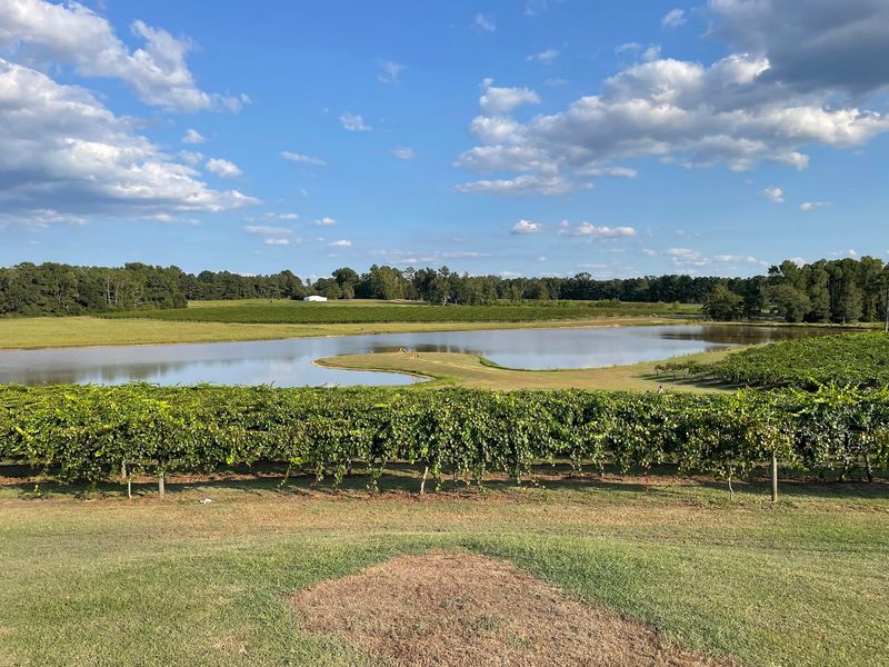 Gregory Vineyards, Angier, NC