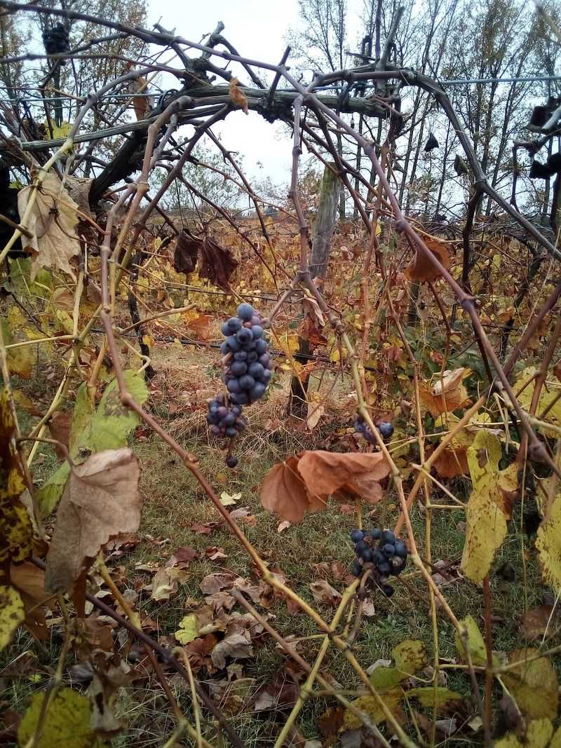 Grown, Pressed, And Sealed On Site