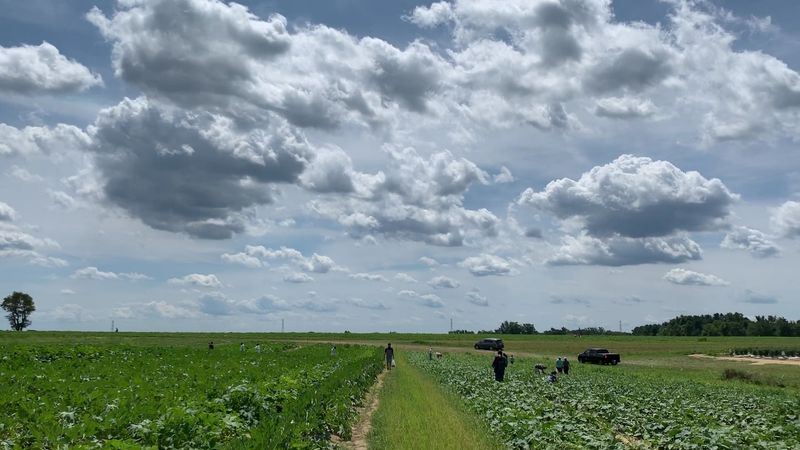 Hallock's U-Pick Farm, New Egypt