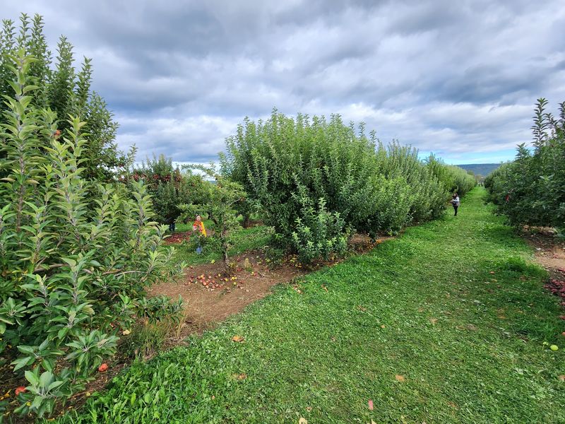 Hayrides, Wagons, and the Tractor Route