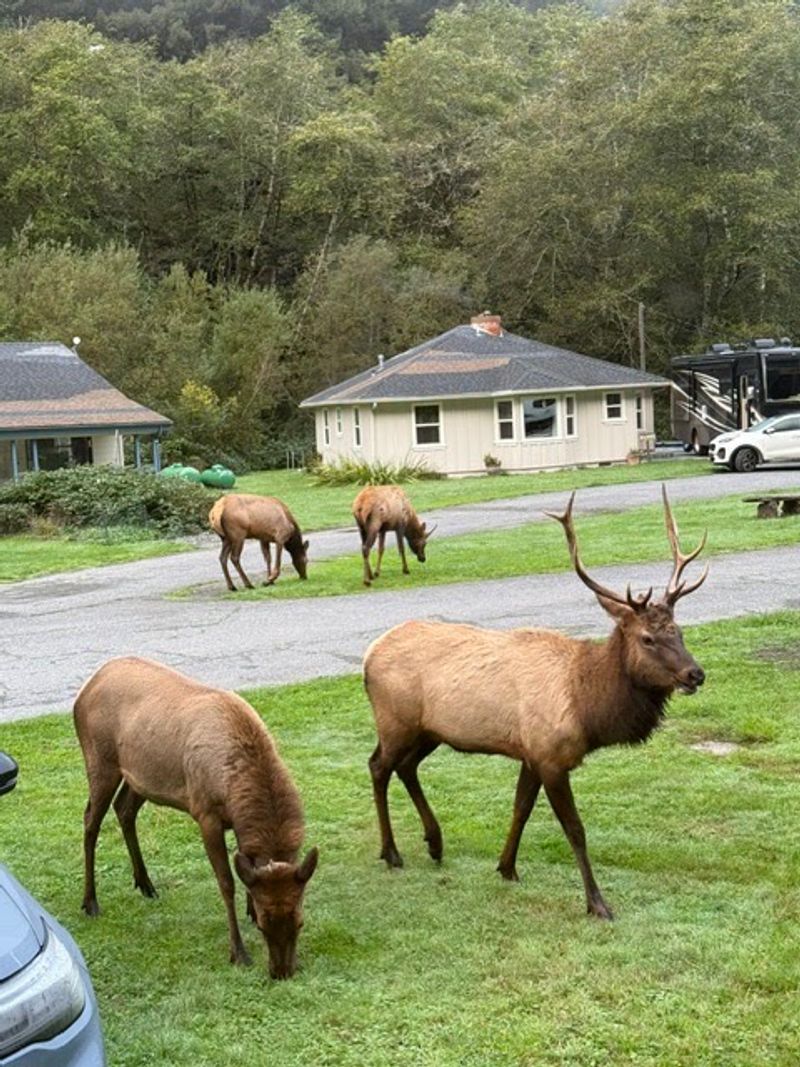 Heart of the Redwoods Cottages & RV, Orick, CA Heart of the Redwoods Cottages & RV, Orick, CA