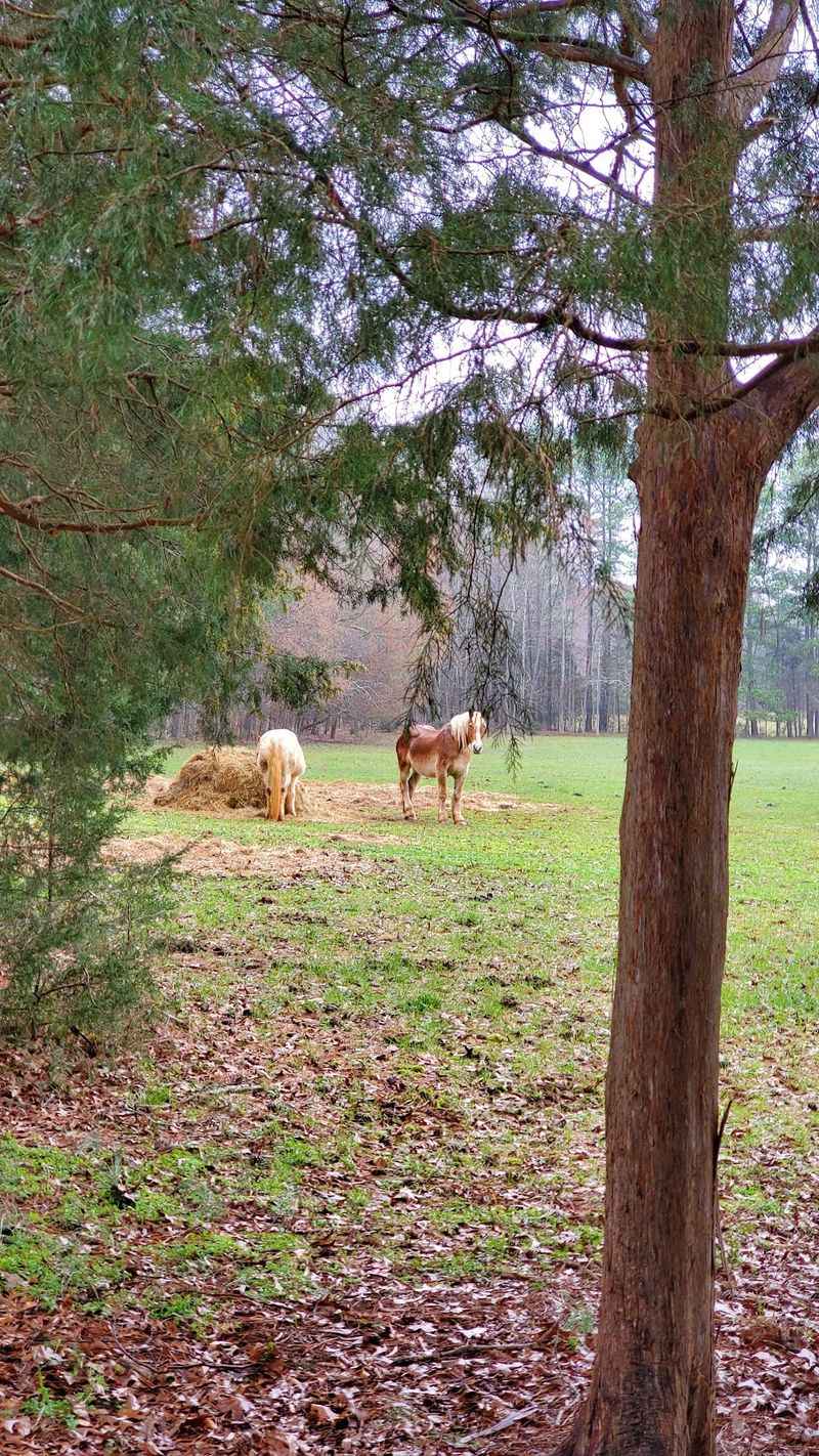 Heritage Farm Animals Roaming the Grounds Heritage Farm Animals Roaming the Grounds