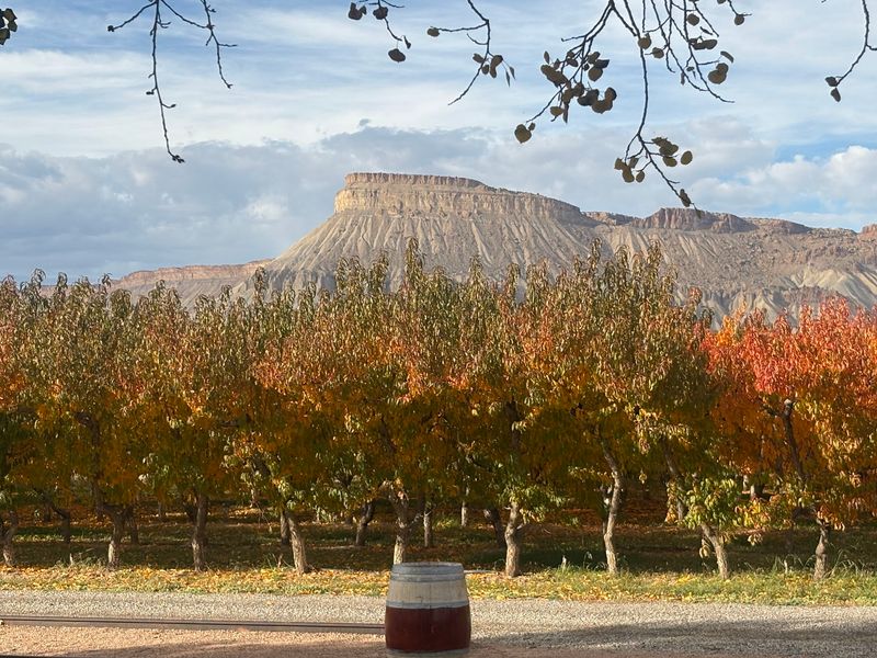 High Country Orchards and Vineyards, Palisade