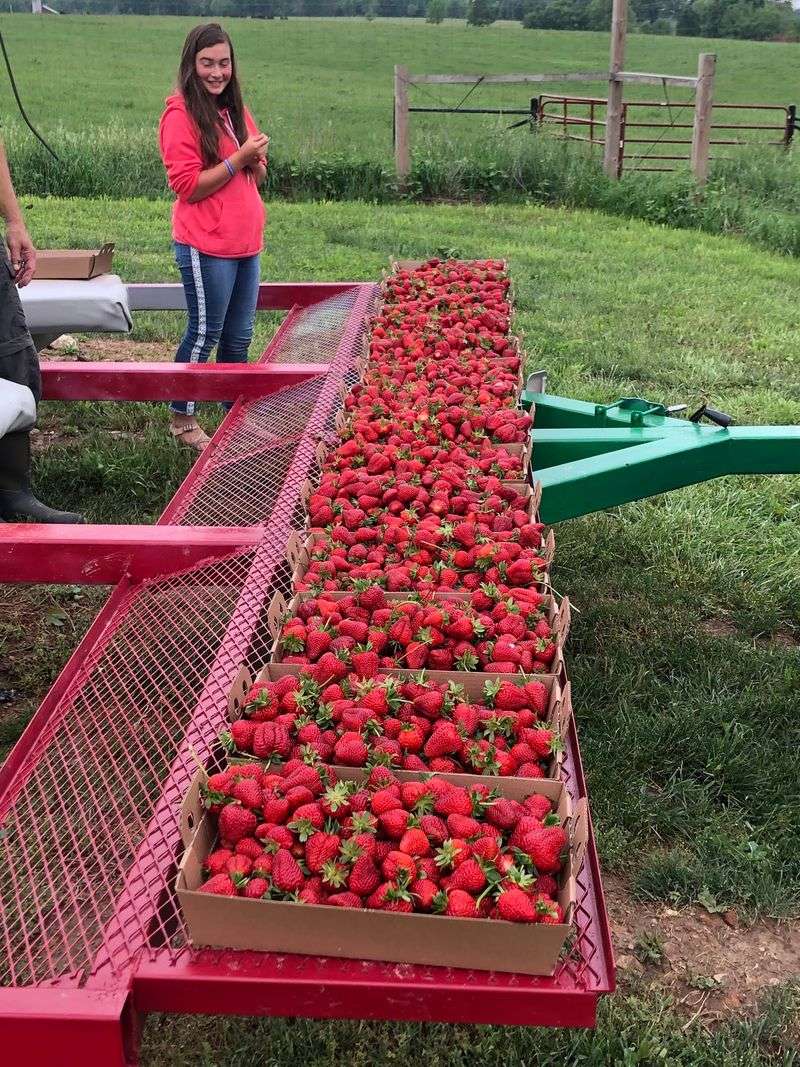 High's Berry Farm, Ozark, MO High's Berry Farm, Ozark, MO