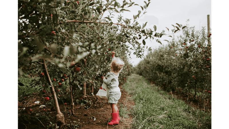 Historic Weston Orchard & Vineyard, Weston, MO