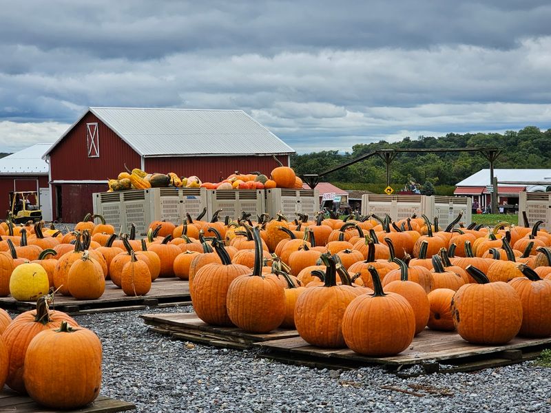 Homestead Farm Market, Gaithersburg Homestead Farm Market, Gaithersburg
