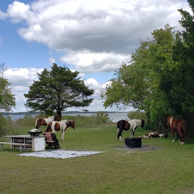 Horses That Roam Right Up to Your Blanket