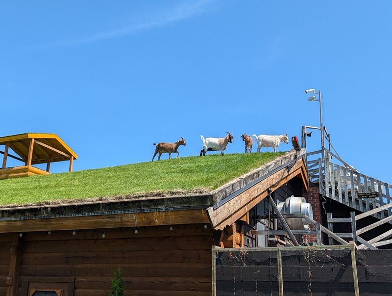 Hours, Budget, and Goat Season