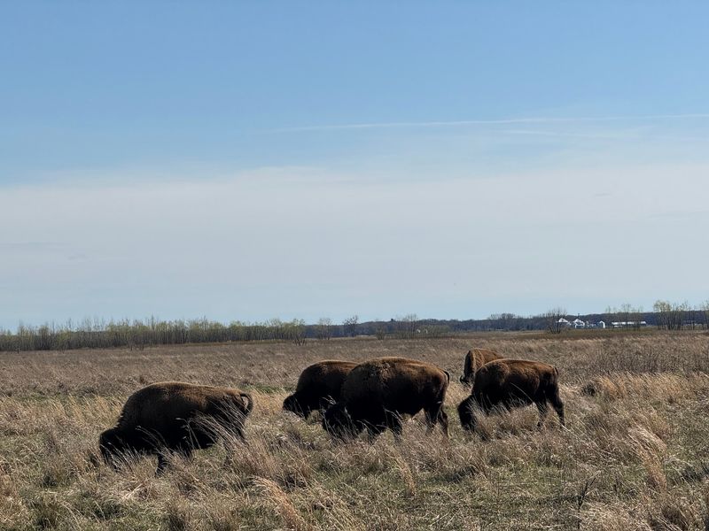 How a Lost Prairie Came Back to Life