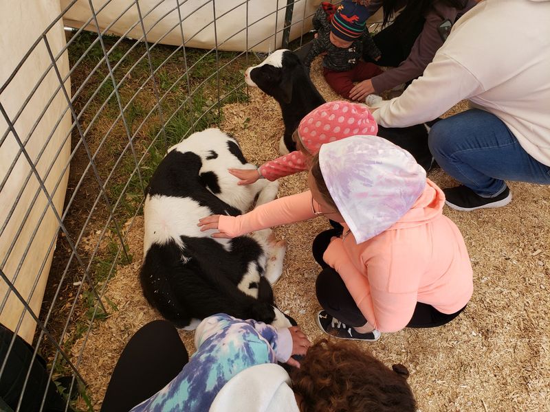 Ice Cream Scooped From the Herd Ice Cream Scooped From the Herd