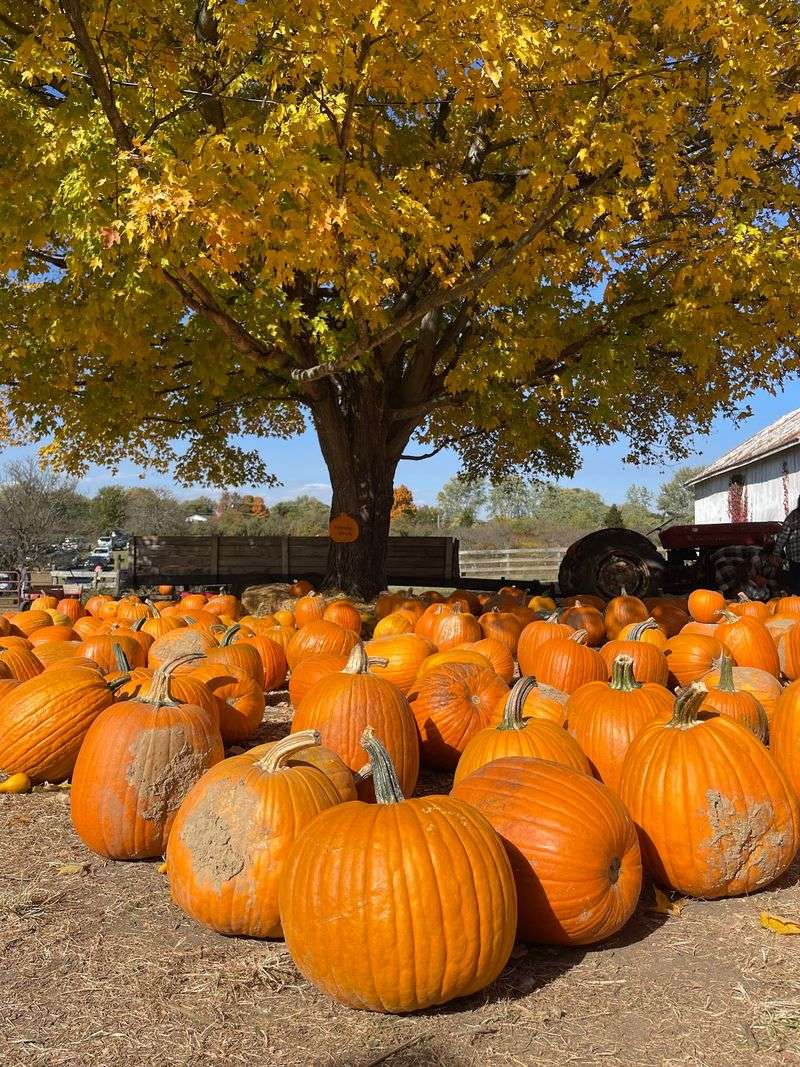 Irons Fruit Farm, Lebanon, OH