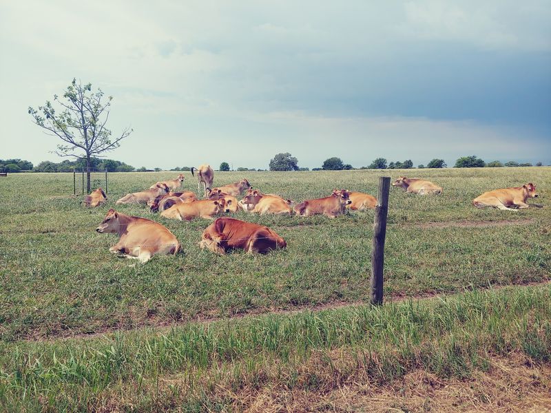 Jersey Cows on Open Pasture Jersey Cows on Open Pasture