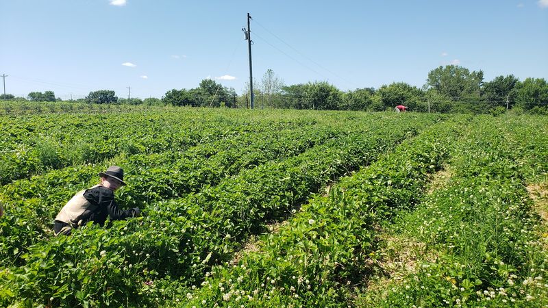 John & Linda's Fruit and Berry Farm, Bates City, MO John & Linda's Fruit and Berry Farm, Bates City, MO