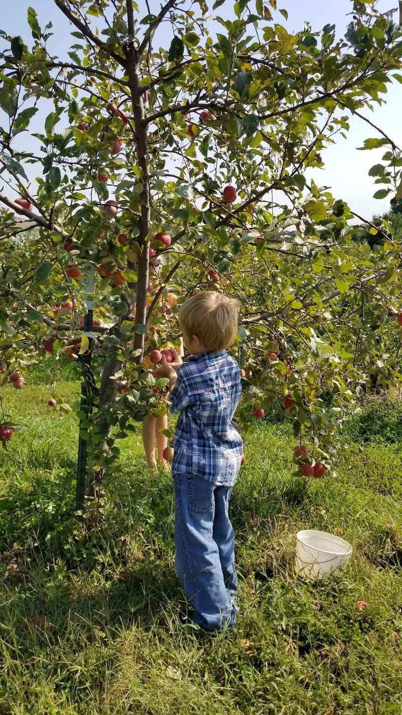 John & Linda's Fruit and Berry Farm, Bates City, MO John & Linda's Fruit and Berry Farm, Bates City, MO