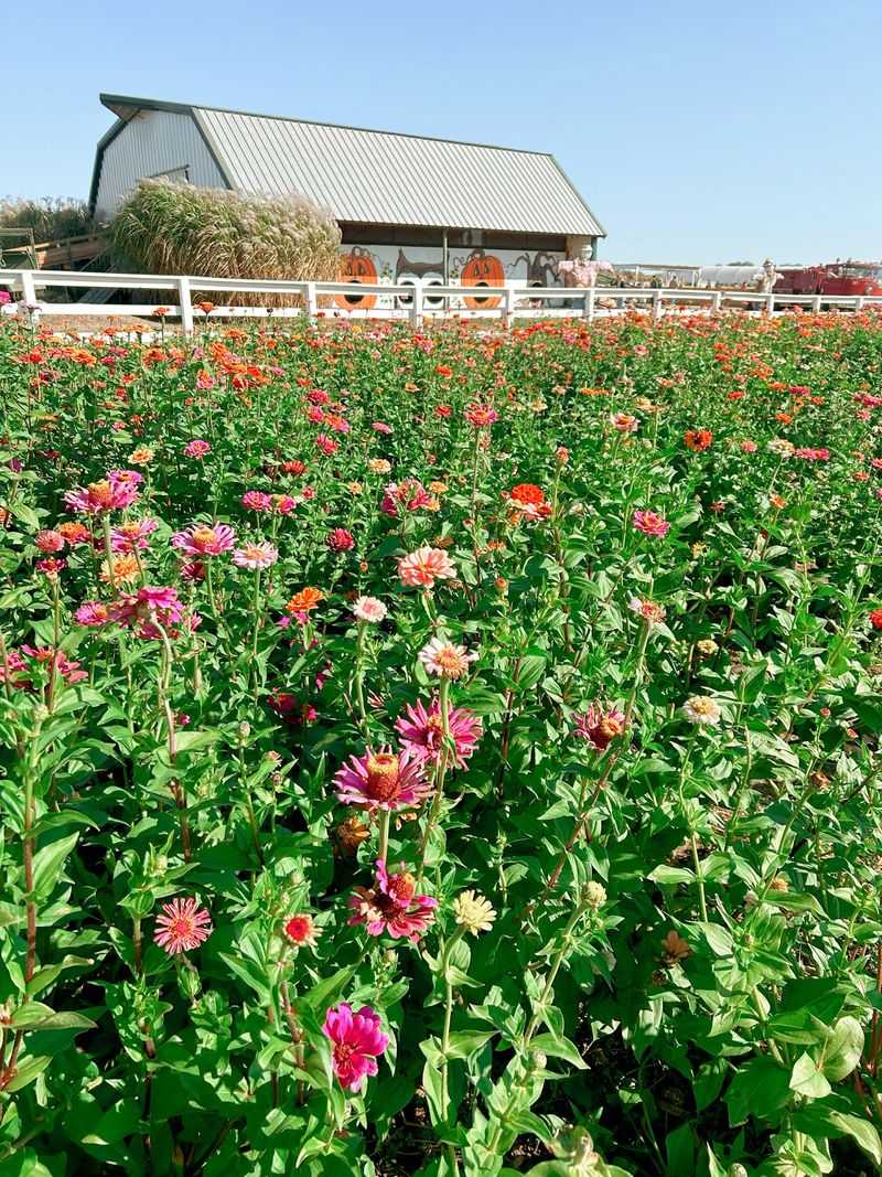 Johnson Farms Plants and Pumpkins, Belton, MO