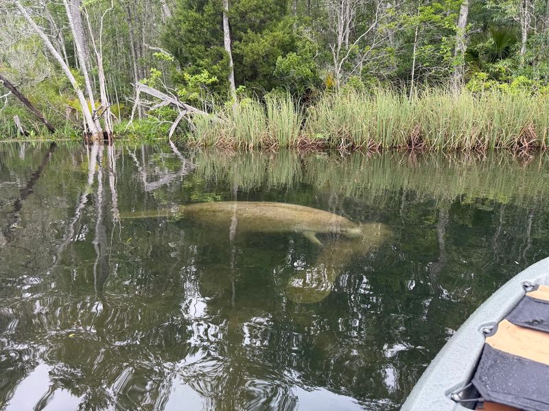 Kayak Rentals TnT, Crawfordville, FL
