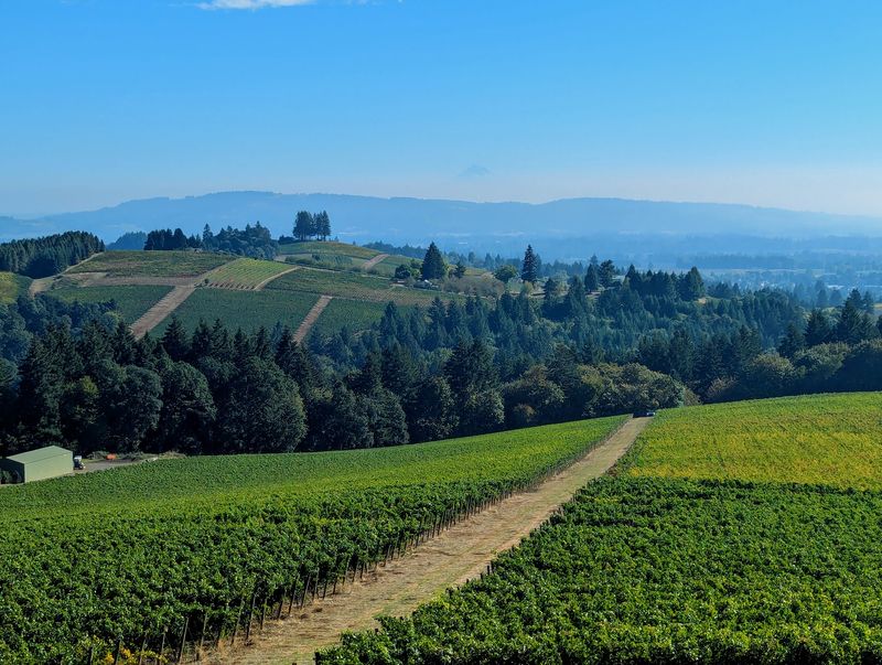 Knudsen Vineyards, Dundee, OR