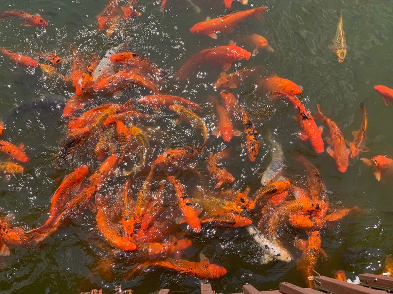 Koi, Climbing and Kid Energy