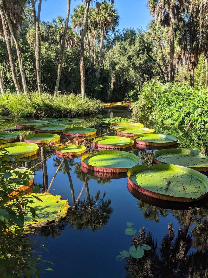 Koi Ponds And Wildlife Corners Koi Ponds And Wildlife Corners