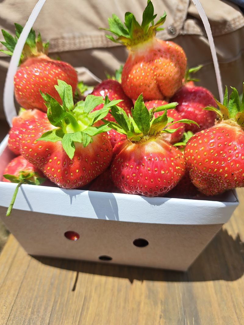 Lakeland Orchard & Cidery, Scott, PA