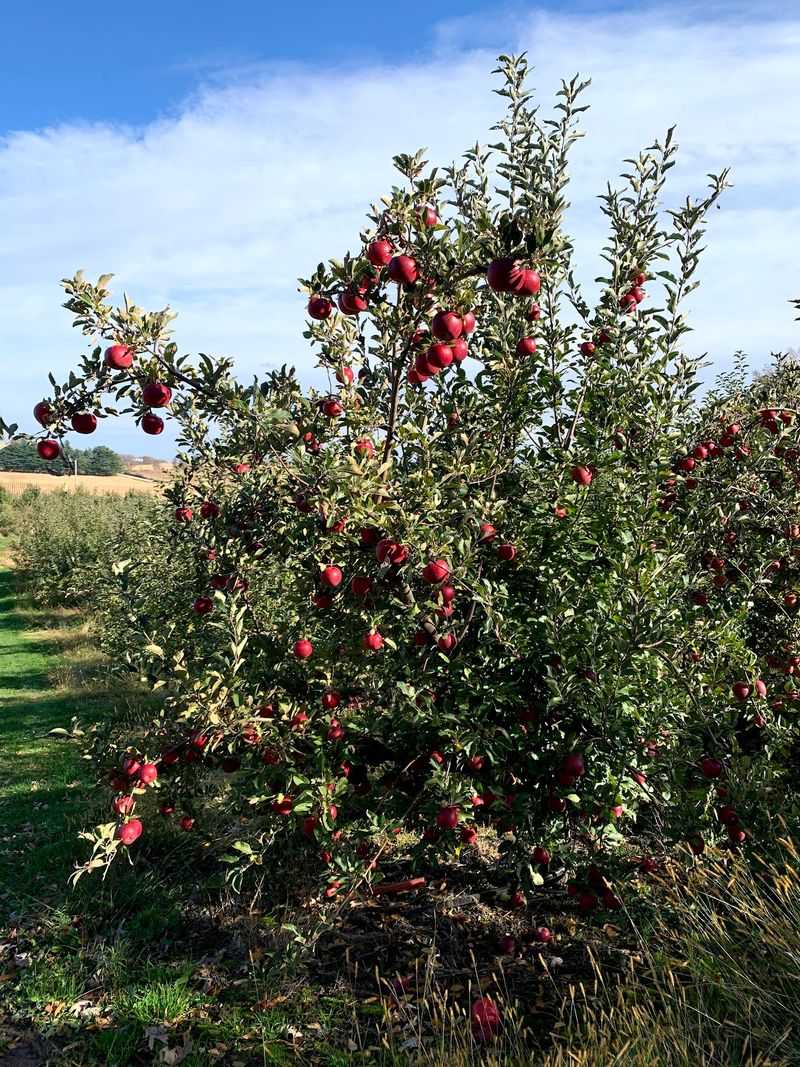 Lapacek's Orchard, Poynette, WI
