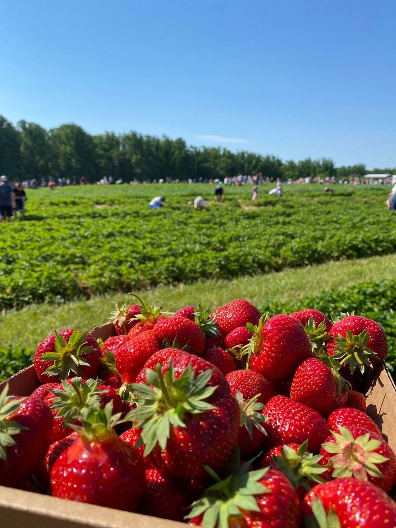 Larriland Farm, Woodbine, MD