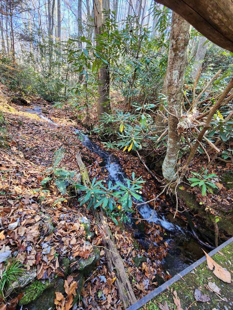 Laurel Tunnels That Bloom In Season