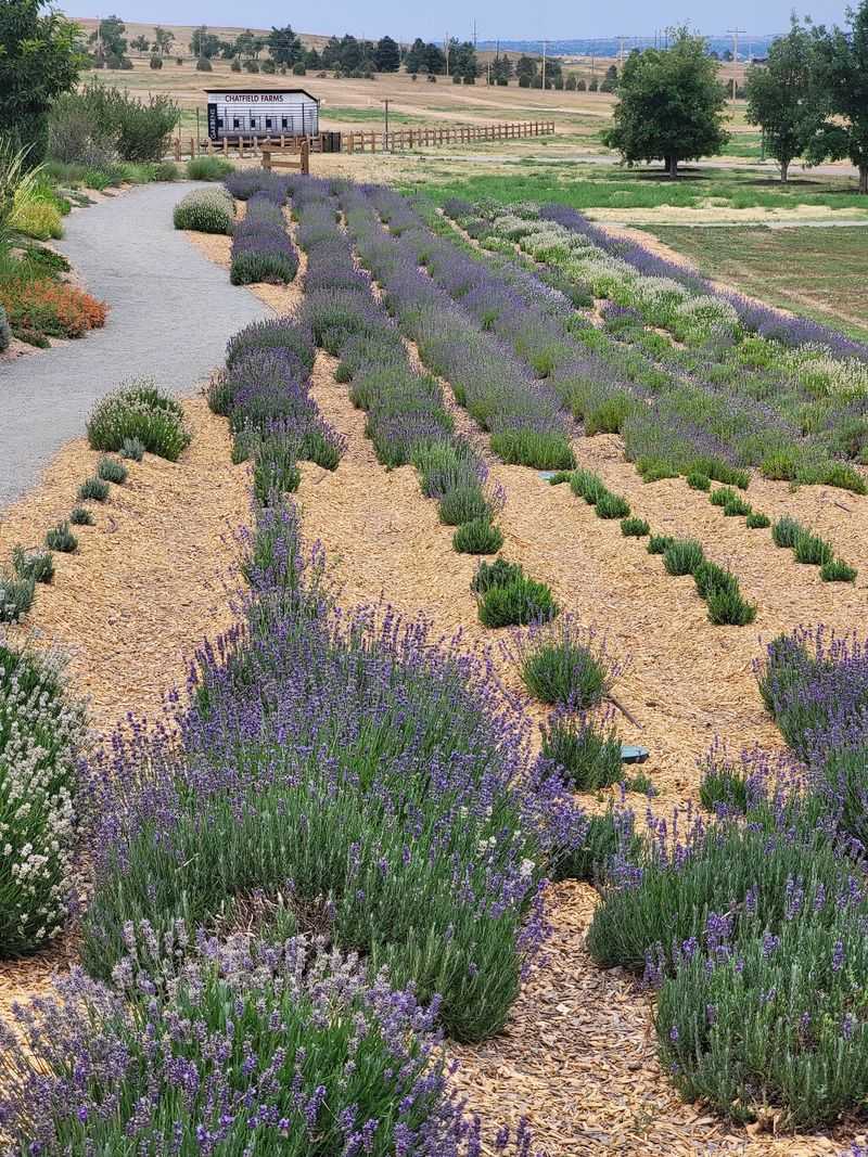 Lavender Takes Over in the Warmer Months Lavender Takes Over in the Warmer Months
