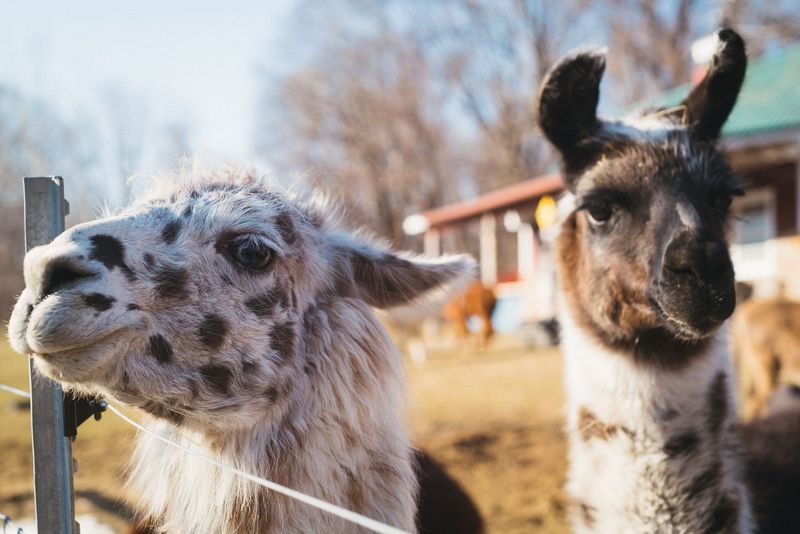 Llamas, Peacocks, and Rescued Animals