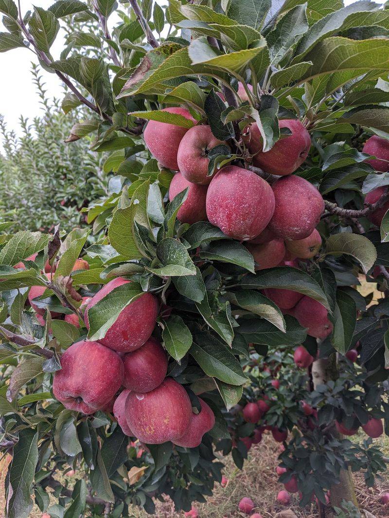 Lohr's Orchard, Churchville, MD