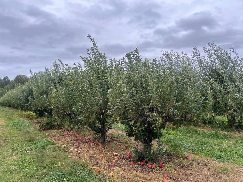 Lohr's Orchard, Churchville Lohr's Orchard, Churchville