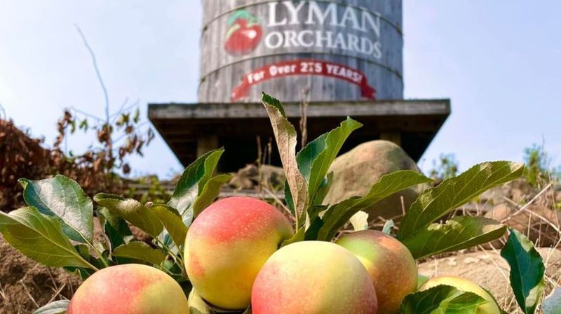 Lyman Orchards Pick Your Own, Middlefield, CT