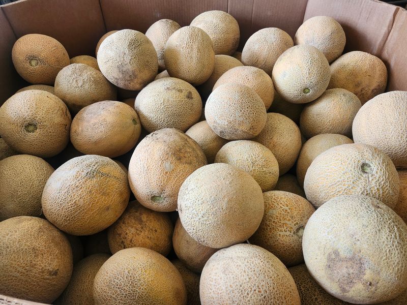 Mandujano Brothers/ Farms, Coyanosa, TX