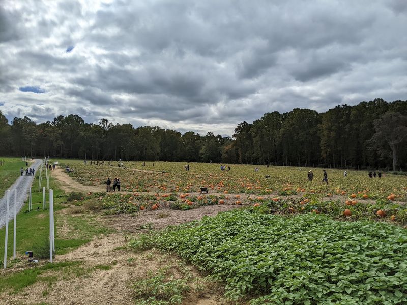 Mazes, Hayrides, and Fall Fun Mazes, Hayrides, and Fall Fun