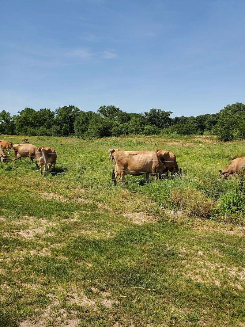 Meet The Jersey Herd Meet The Jersey Herd