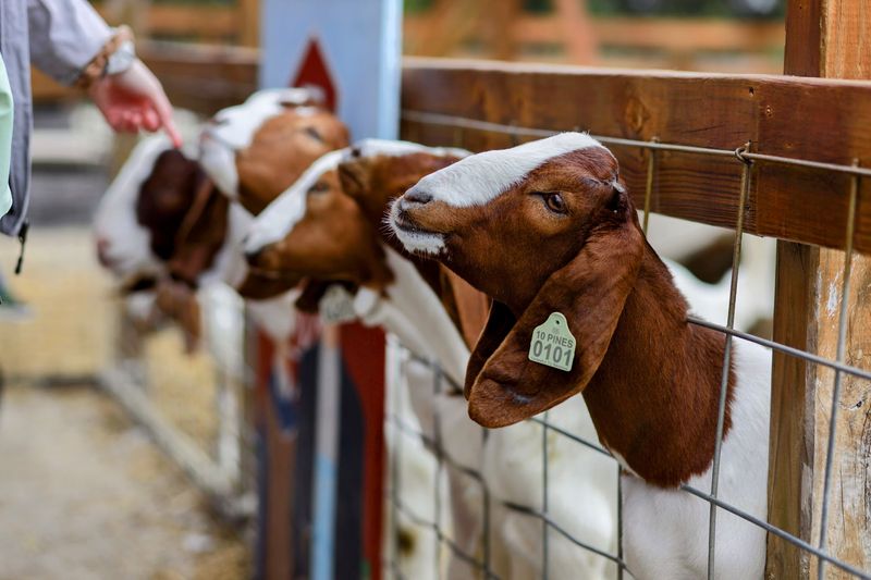Meet the Animals at the Petting Zoo