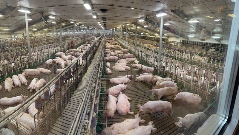 Meet the Pigs and Their Little Obstacle Course Meet the Pigs and Their Little Obstacle Course