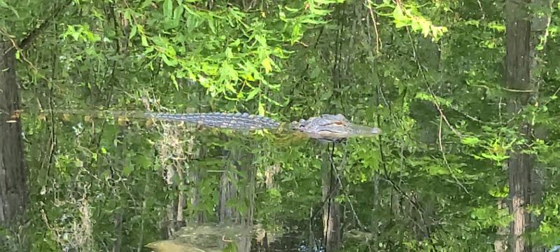 Meeting The Resident Alligators