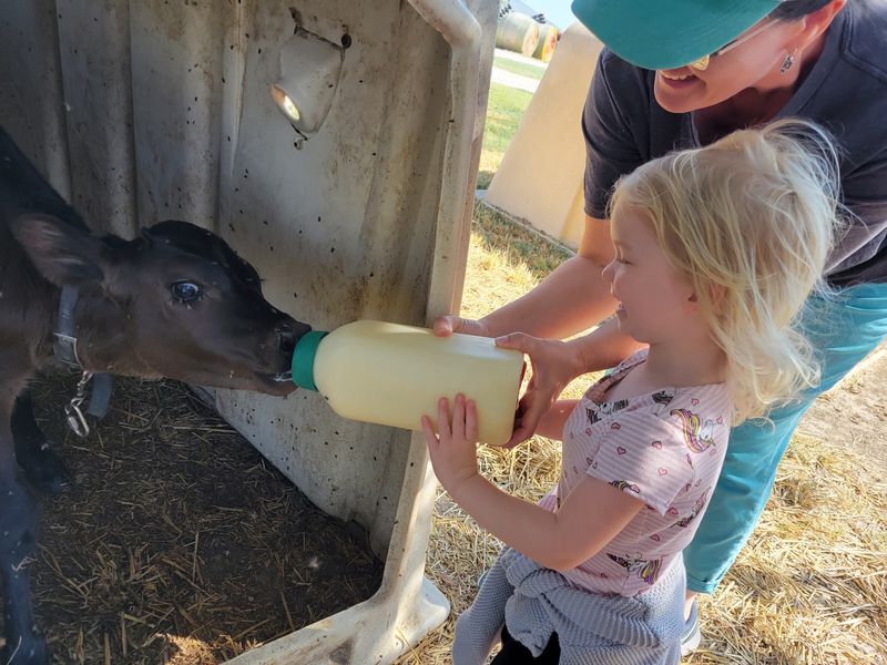 Meeting the Baby Calves Up Close