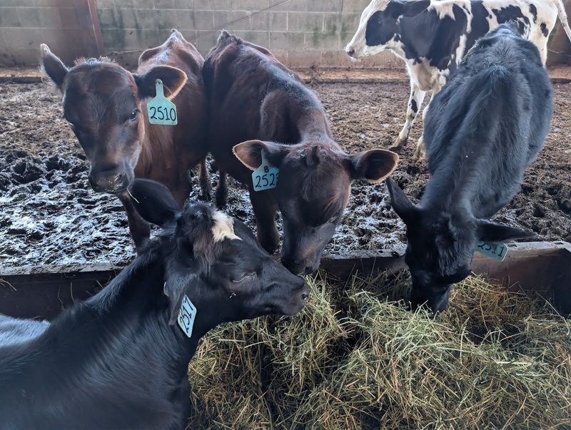 Meeting the Baby Cows Out Back