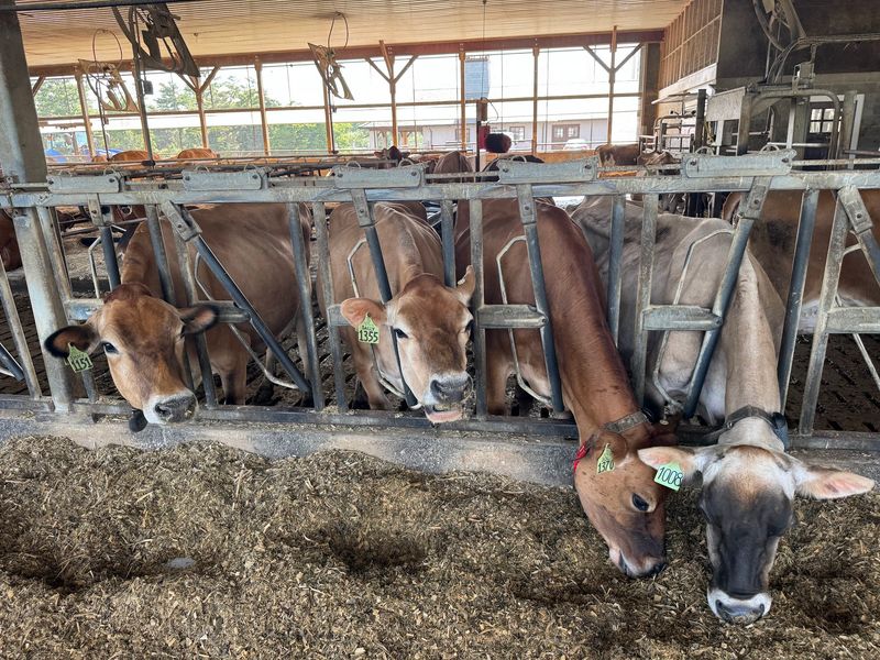 Meeting the Calves Out Back